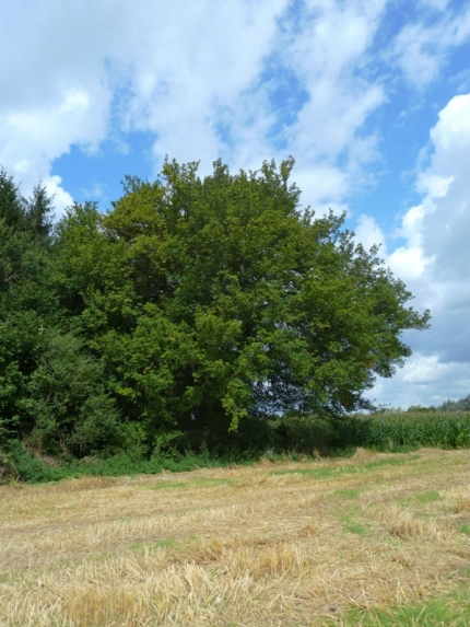 Bild 1 von Feldahorn an der Beke
